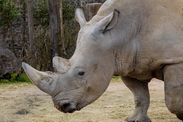 How Many White Rhinos Are Left In The World? - Knowledge