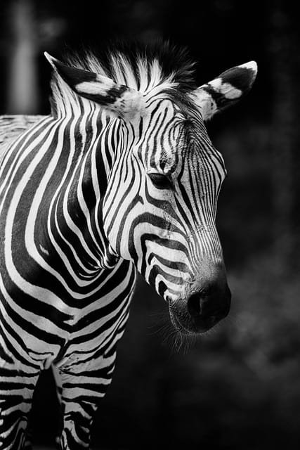 poaching meaning, poachers